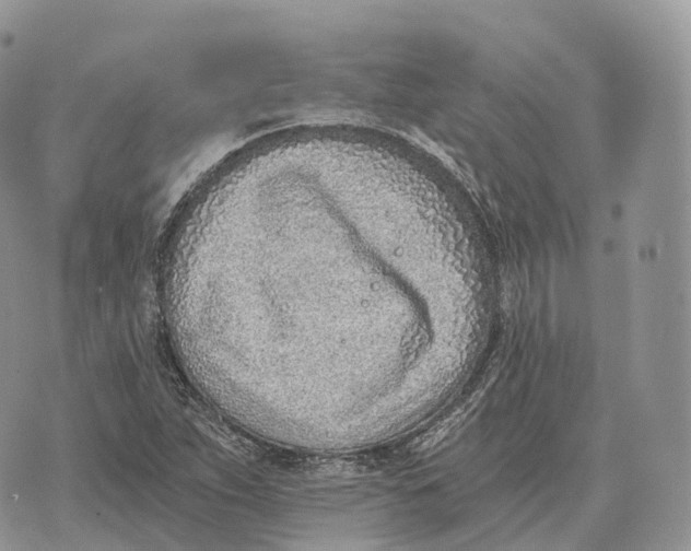 X0000072981263200608111732