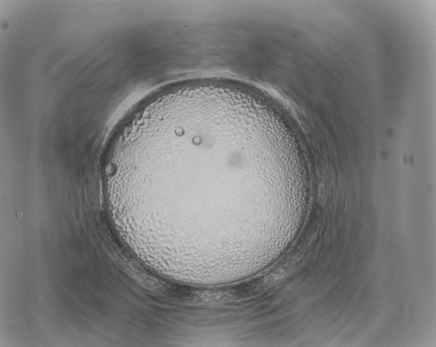 X0000072981271200608111732