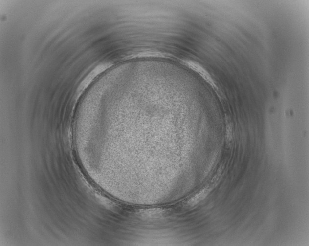 X0000072981282200608111732