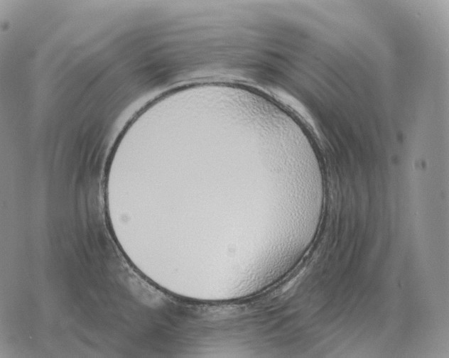 X0000072981288200608111732