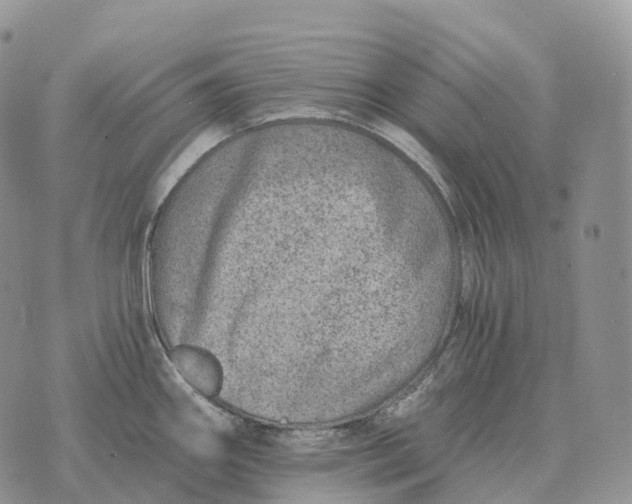 X0000072981290200608111732