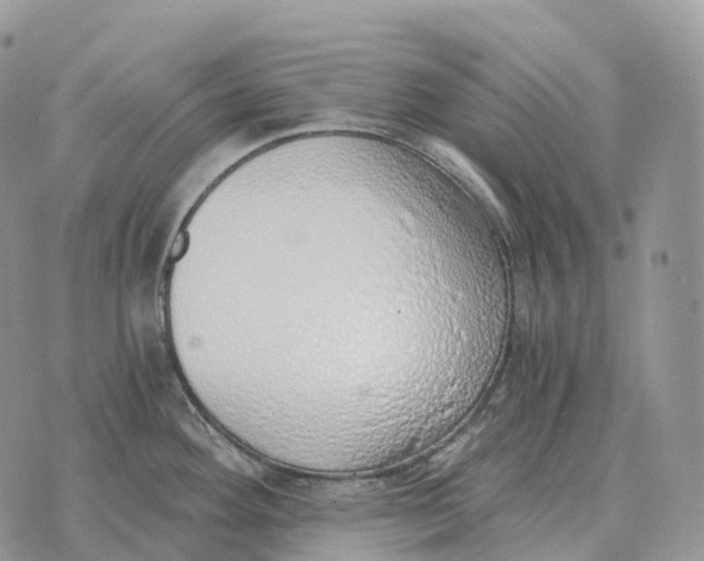 X0000072981292200608111732