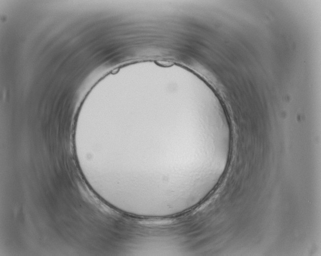 X0000072981296200608111732