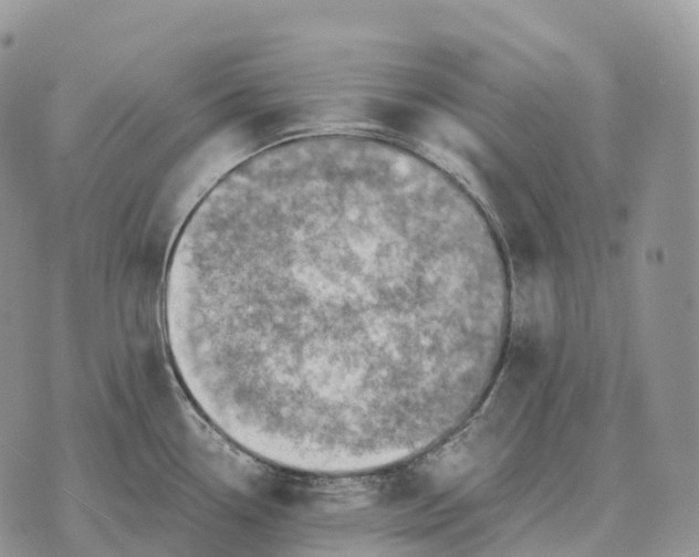 X0000072981338200608111732