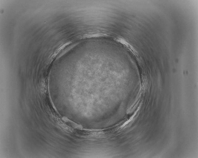 X0000072981353200608111731