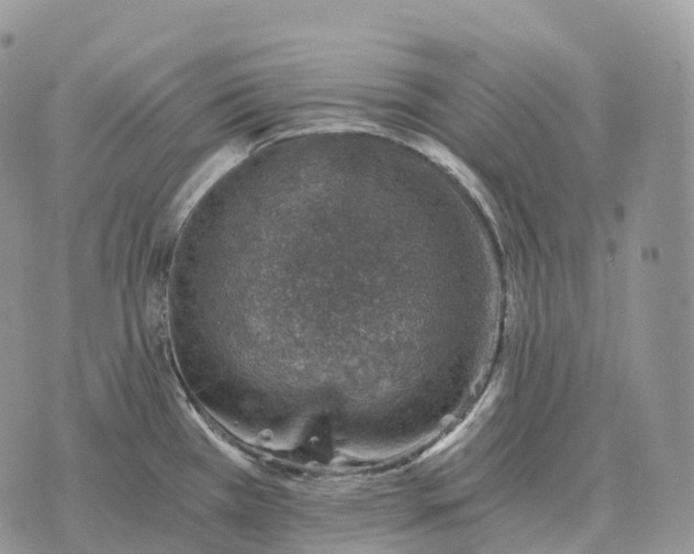 X0000072981385200608111730