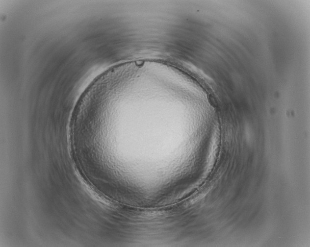 X0000072981423200608111730