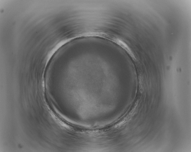 X0000072981428200608111730