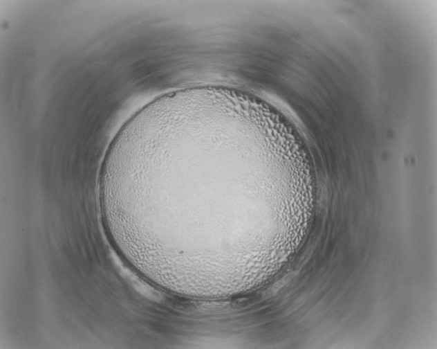 X0000072981439200608111730