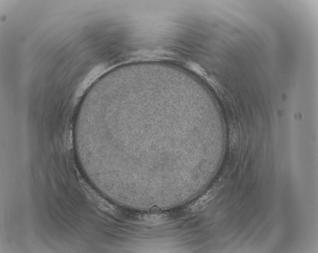 X0000072981459200608111729