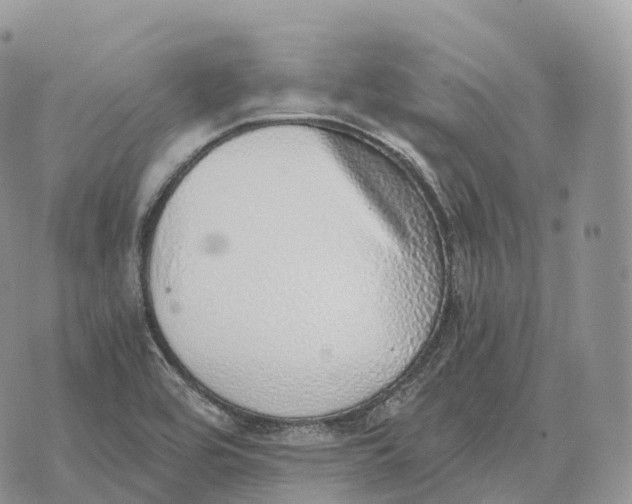 X0000072981464200608111729