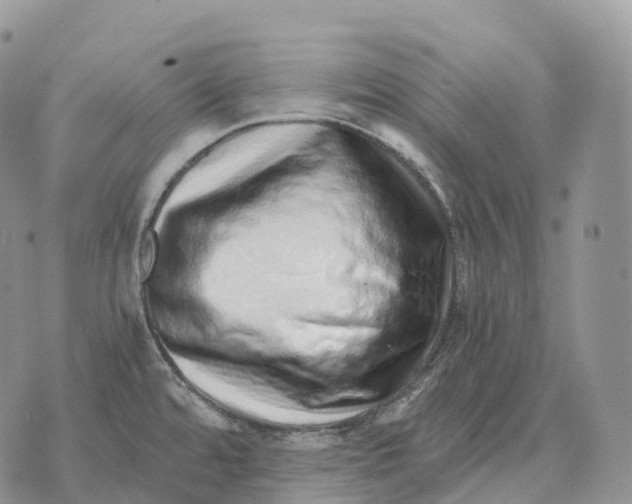 X0000072981480200608111729