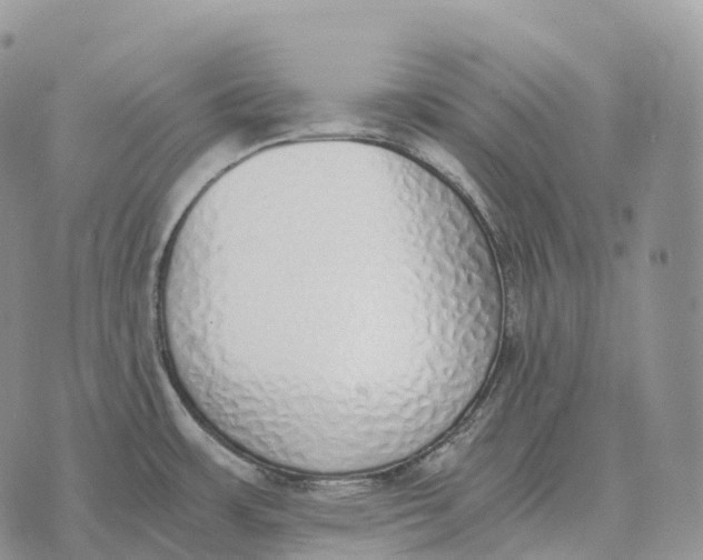 X0000072981483200608111729