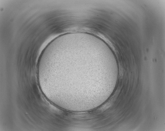 X0000072981486200608111729