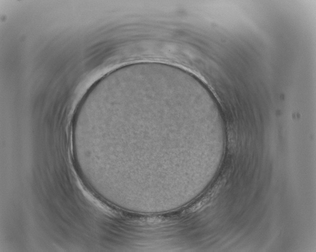 X0000072981515200608111728