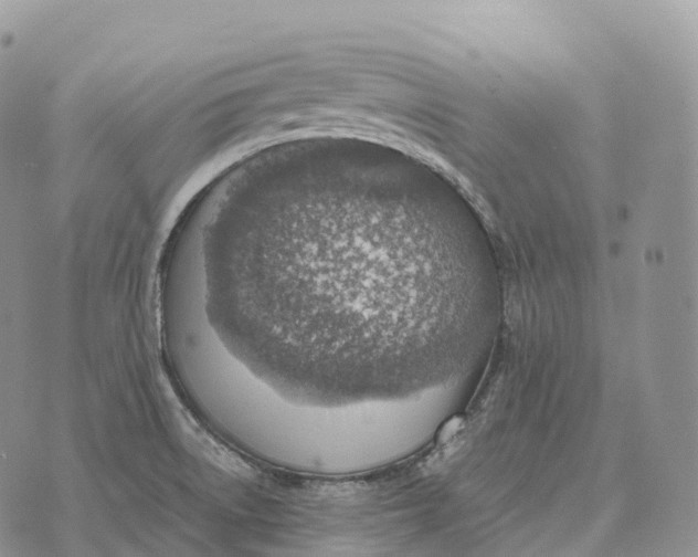 X0000072981522200608111728