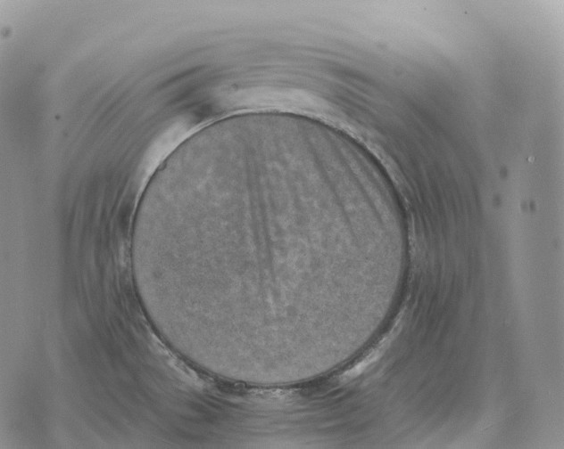 X0000072981529200608111728