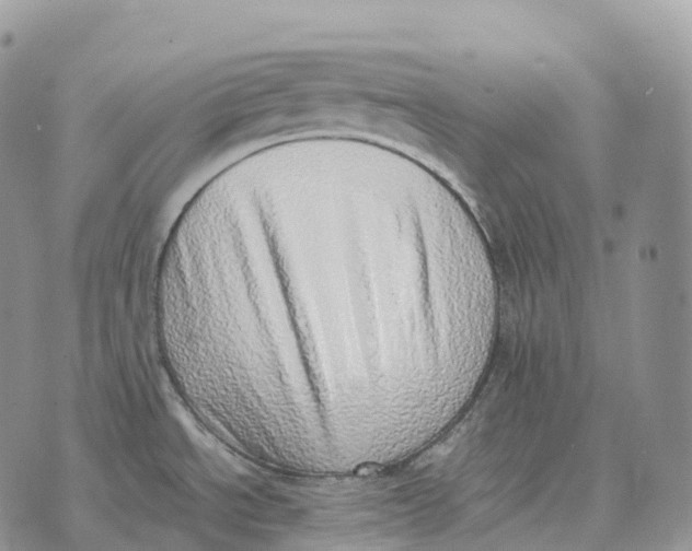 X0000072981534200608111729