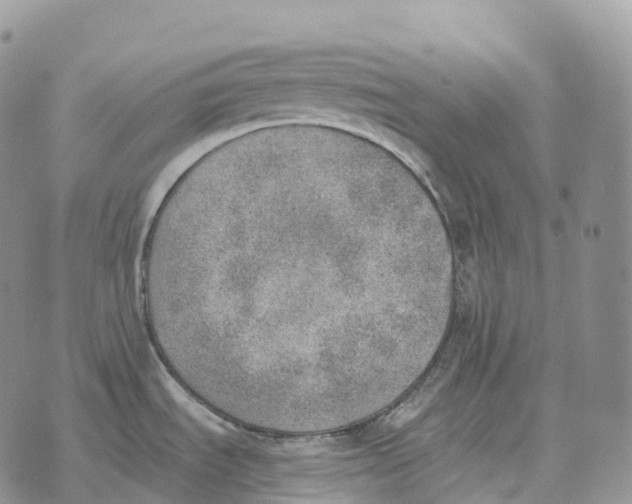 X0000072981535200608111729