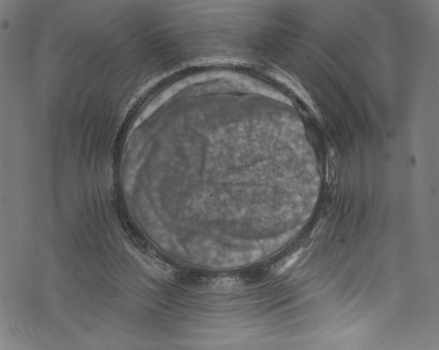 X0000072980204200608211358
