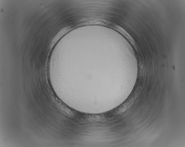 X0000072981002200608211345