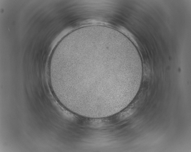 X0000072981098200608211343