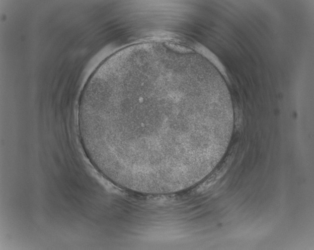 X0000072981099200608211343