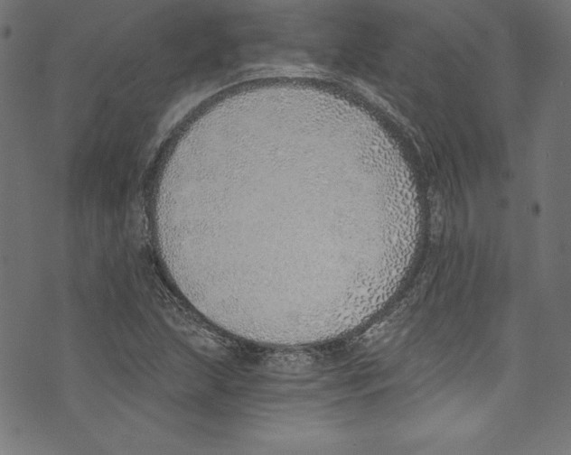 X0000072981215200608211341