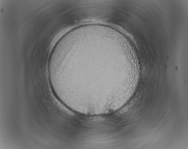 X0000072981239200608211341