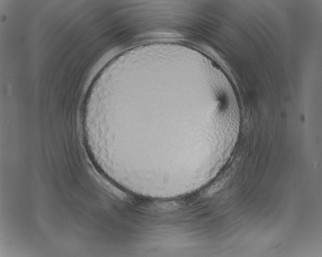 X0000072981243200608211342