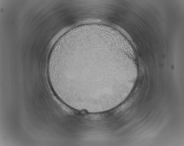 X0000072981245200608211342