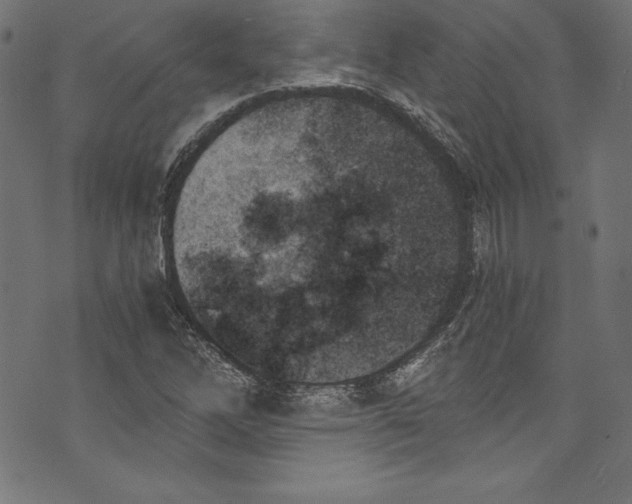 X0000072981262200608211341