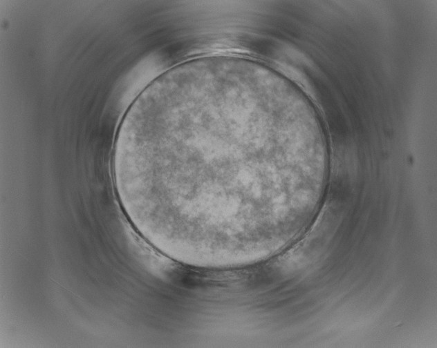 X0000072981338200608211340