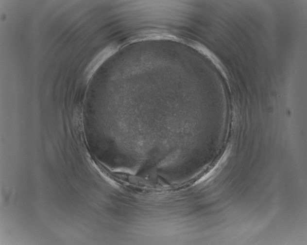 X0000072981385200608211339