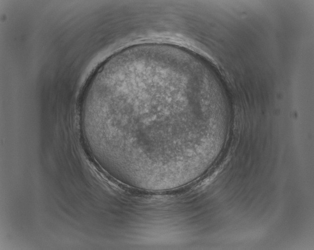 X0000072981506200608211336