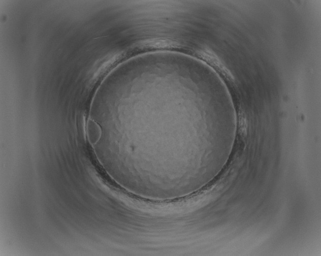 X0000072990014200607211210