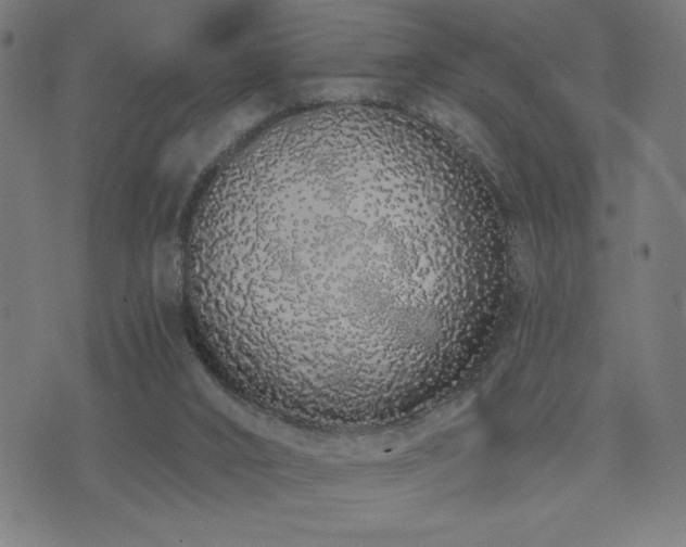 X0000072990016200607211210