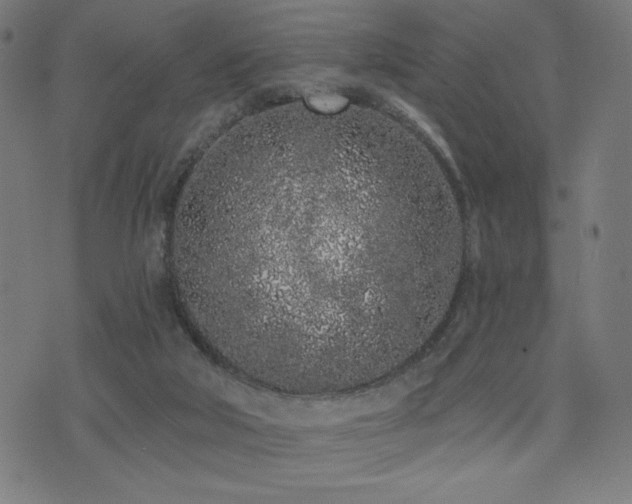 X0000072990018200607211210