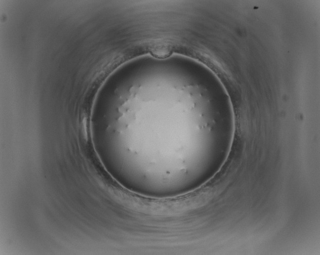 X0000072990022200607211210