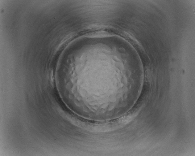 X0000072990024200607211210