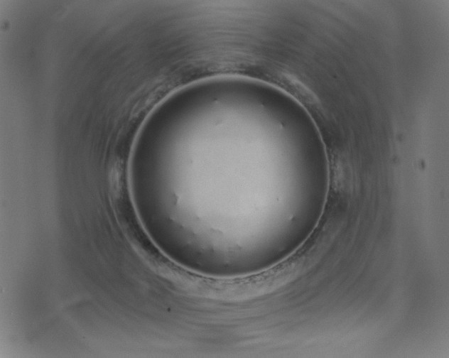 X0000072990026200607211210