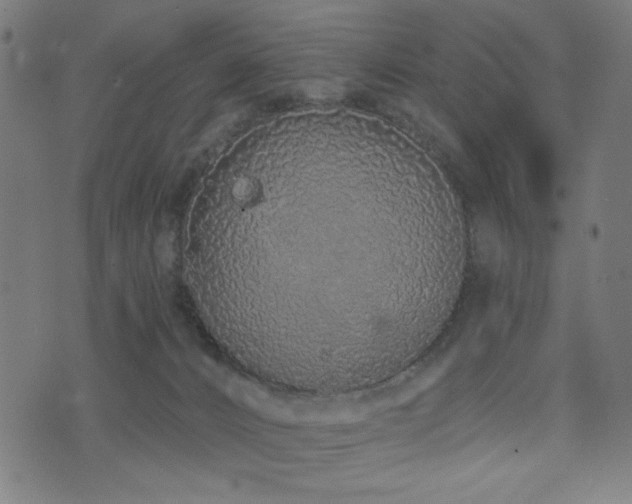 X0000072990032200607211210