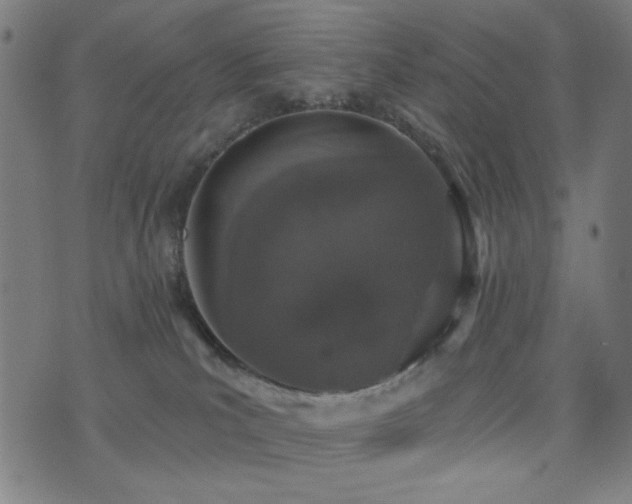 X0000072990039200607211210