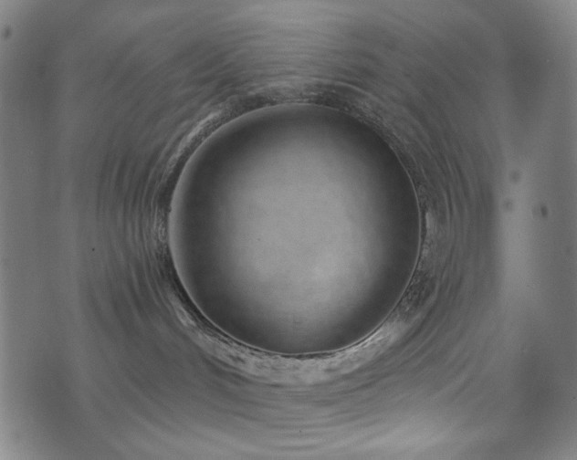 X0000072990048200607211210