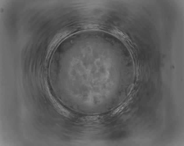 X0000072990049200607211209