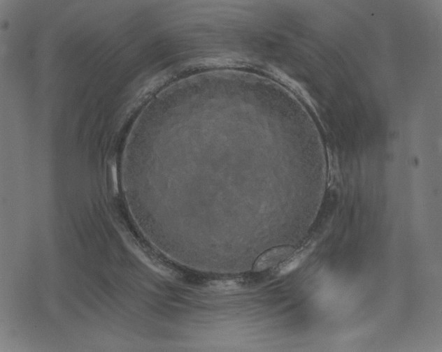 X0000072990061200607211209