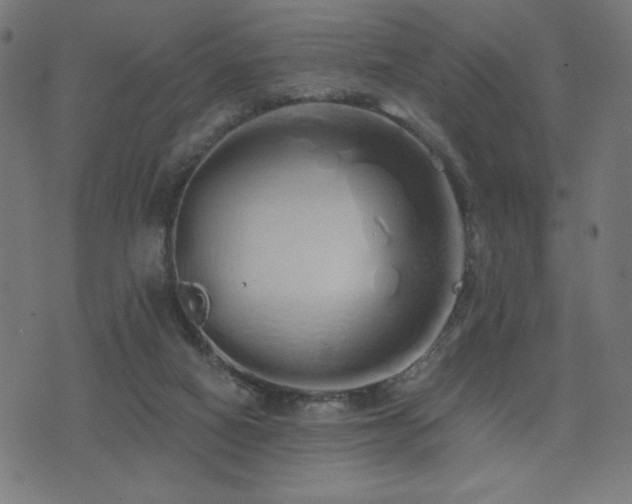 X0000072990066200607211209