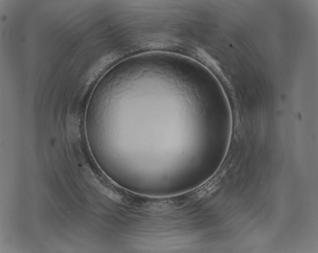 X0000072990106200607211209