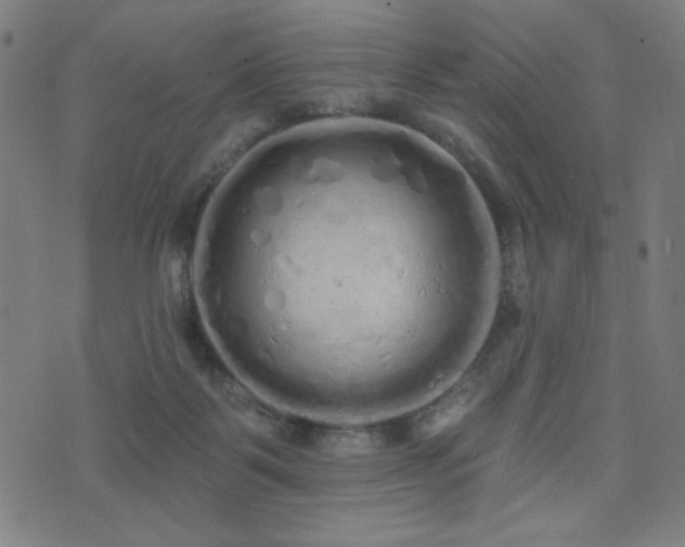 X0000072990123200607211208