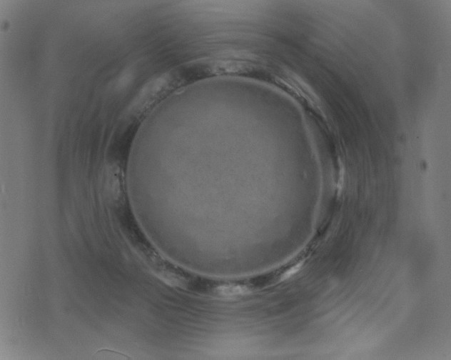 X0000072990169200607211208